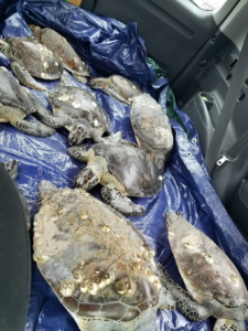 cold-stunned sea turtles being kept safe until waters warm