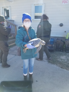 AI2ES Undergraduate Research Assistant Katie Colburn holding a cold-stunned green sea turtle