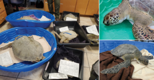 Images of turtles in small pools after being rescued from a cold water snap.